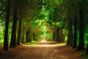 The path, discipleship process, spirituality, individual growth